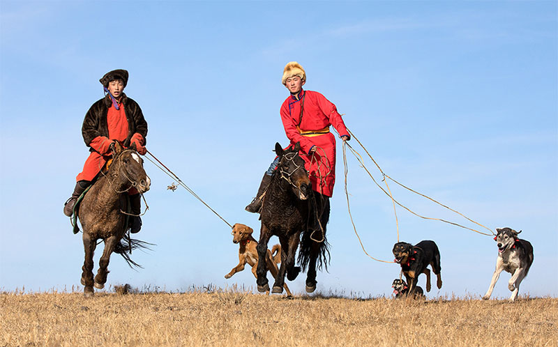 taiga dogs mongolia 